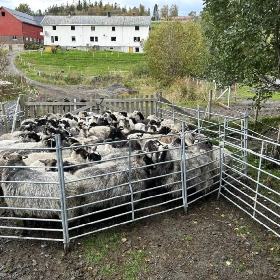 Sanking av sau idag. 110 stort å smått skulle inn fra utmarksbeite. 🐑