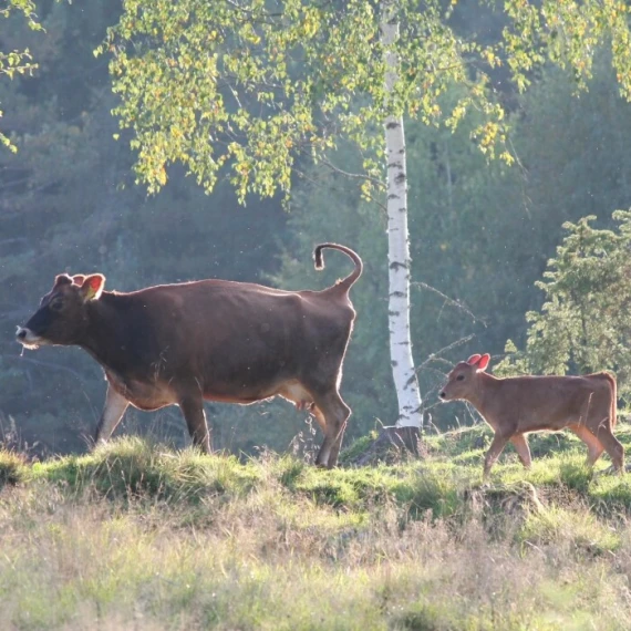 Sesonginnspurt på opplevelsen: Kunnskap og Melking👏🐂