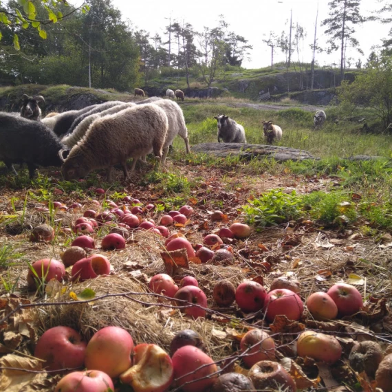 Økologisk slakt av lam, villsauskinn