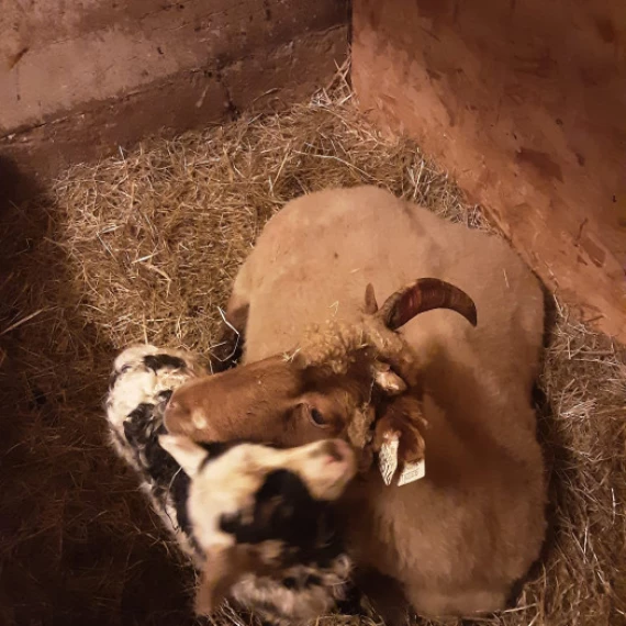 Hei,  hei,  onsdagen er her, det vil jo si at Storøya gårdsbutikk er åpen!