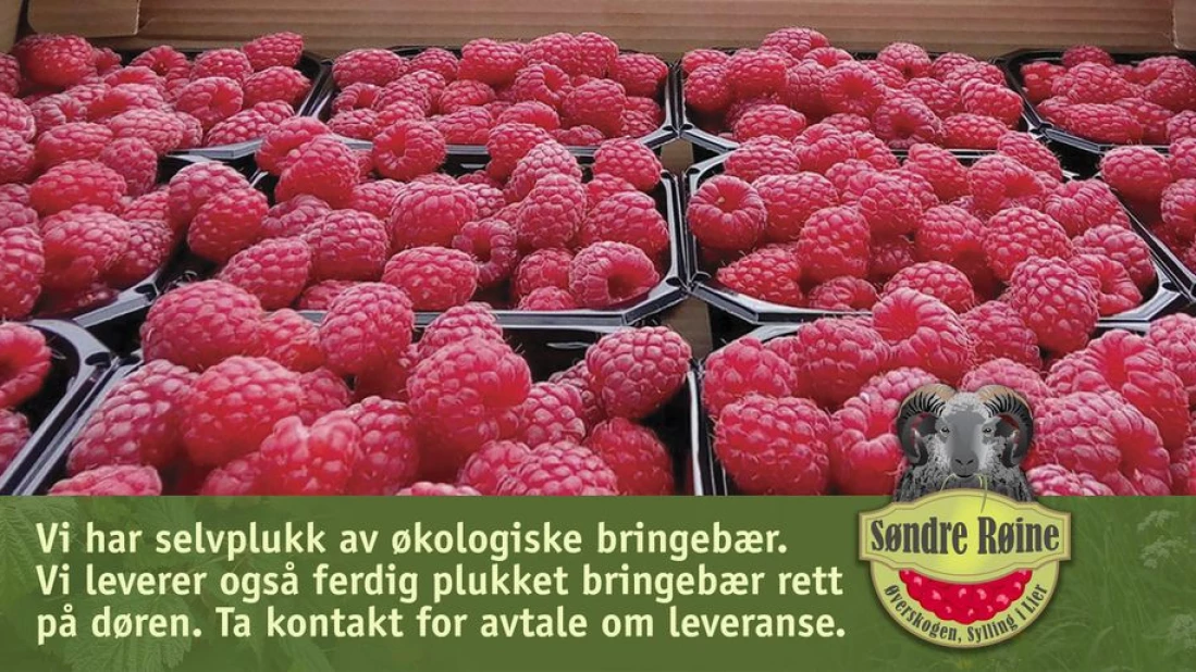 Selvplukk av bringebær