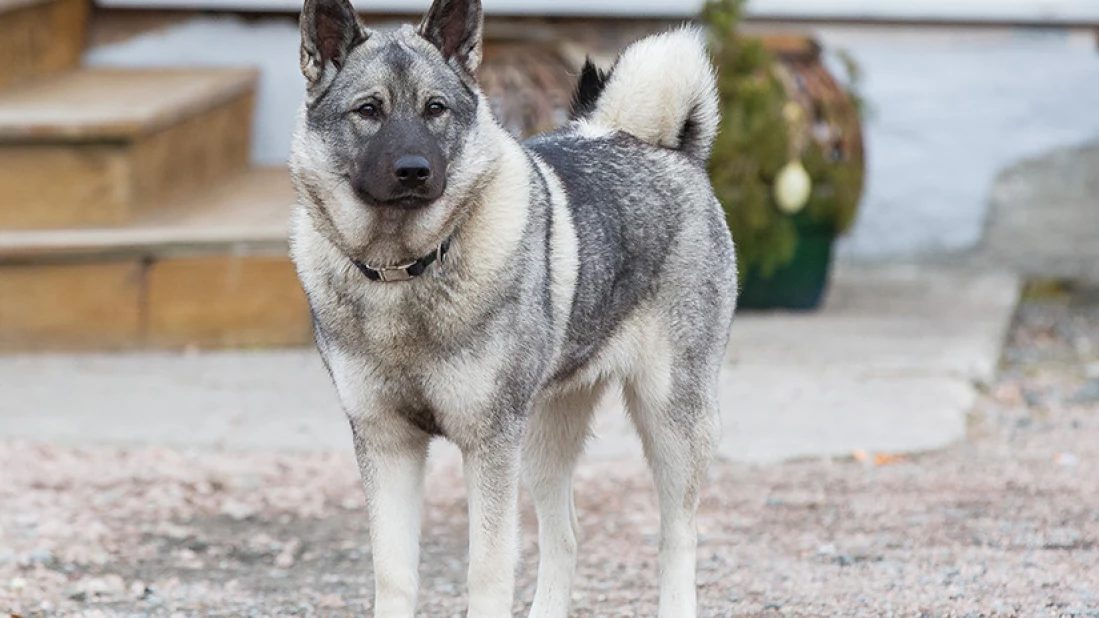 Mila, Norsk Elghund - grå