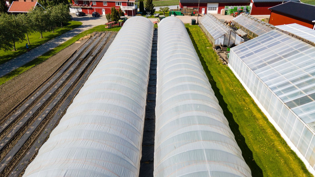 Gilhus Gård - dyrker i drivhus og tunneler, blomkål og kinakål