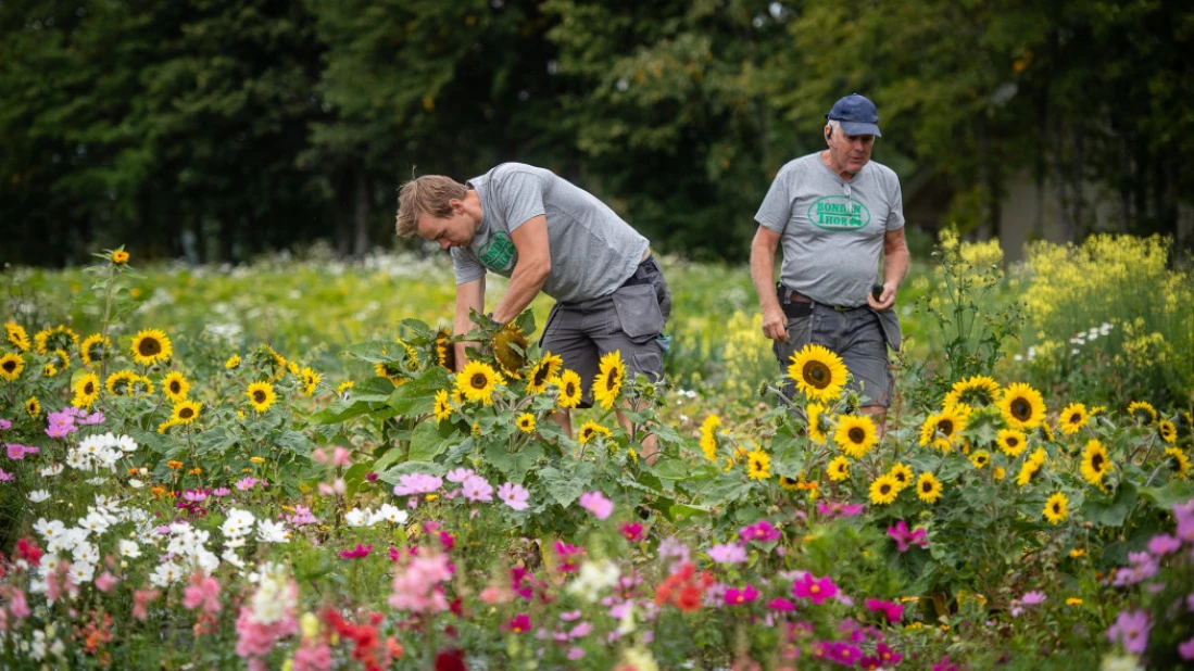 Bonden Jens og Thor Graff. Selvplukk av blomster