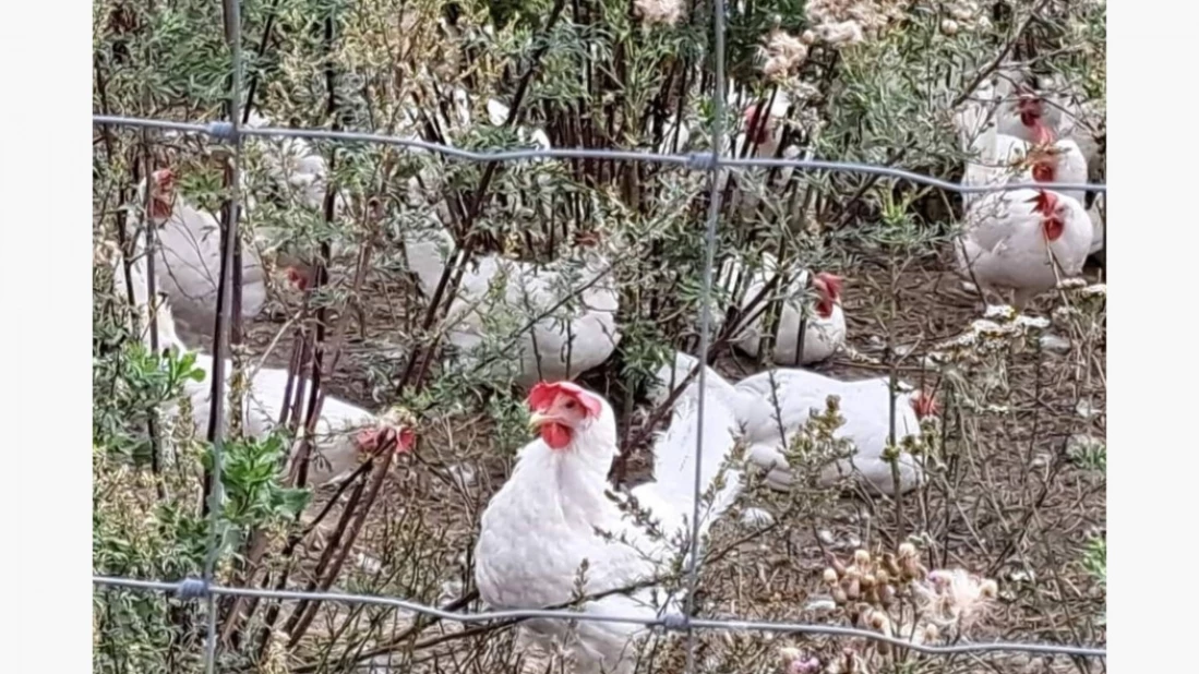 Vi driver med økologisk eggproduksjon