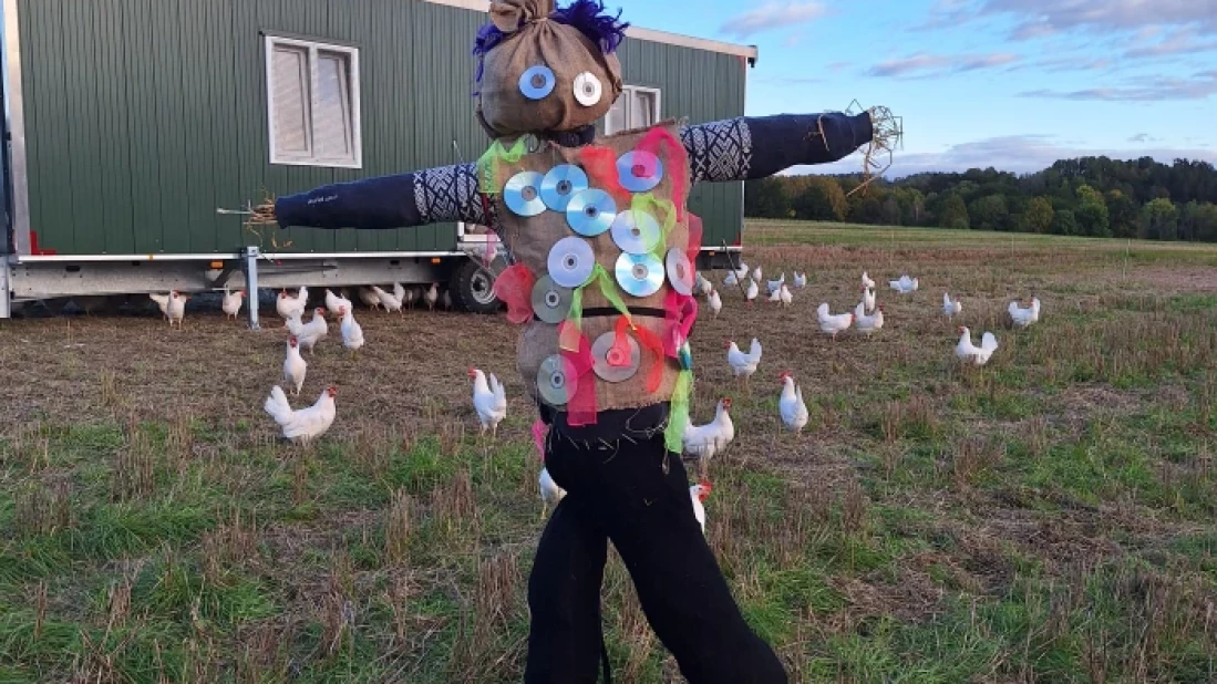 Inka som passer på hønene 🤗